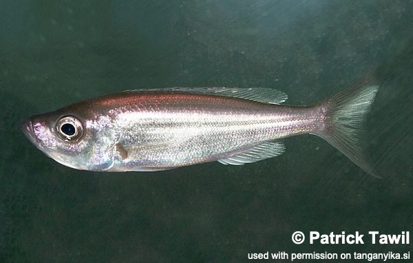 Benthochromis melanoides